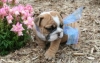nice looking bulldog puppies for free adoption to any loving and caring home